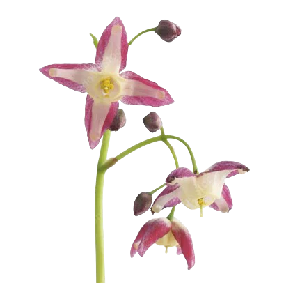 Epimedium